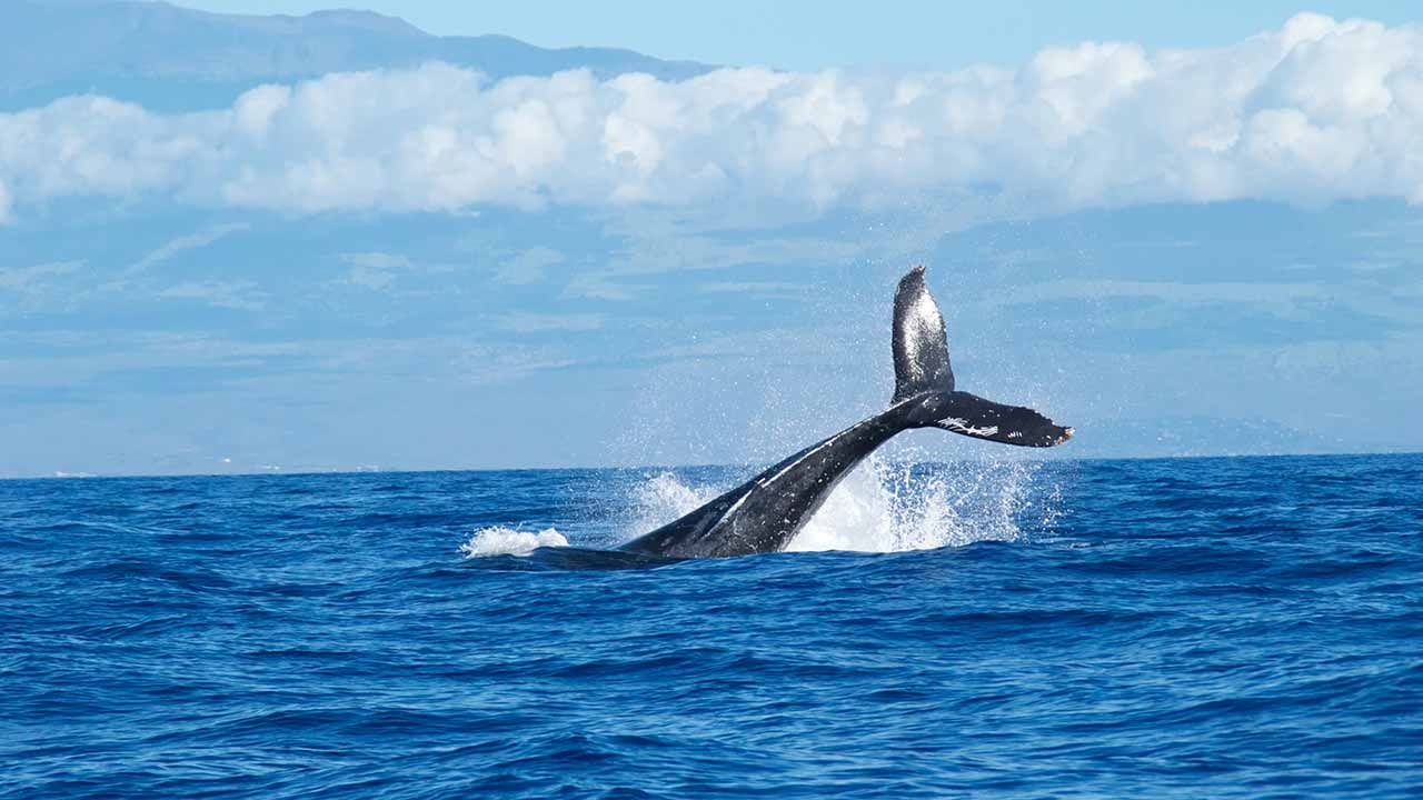 la temporada de ballenas en gold coast
