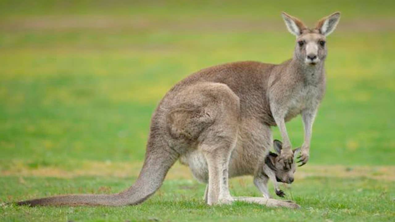 animales que solo veras en australia