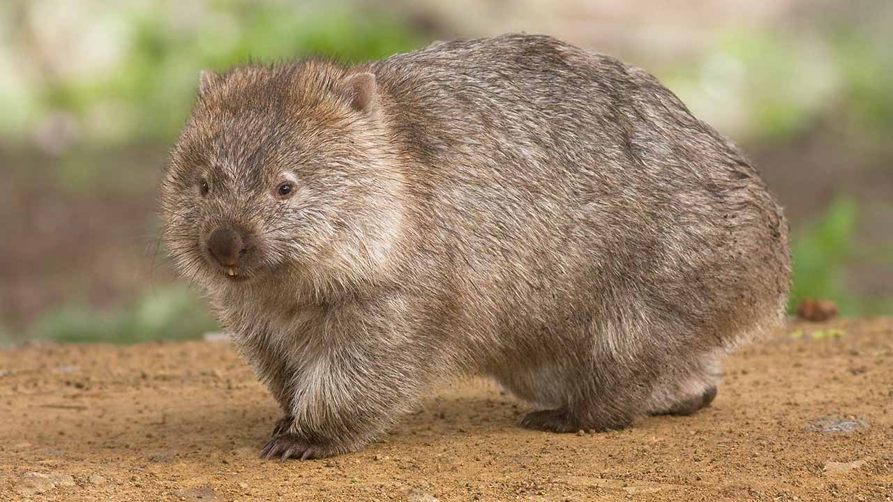 animales que solo veras en australia