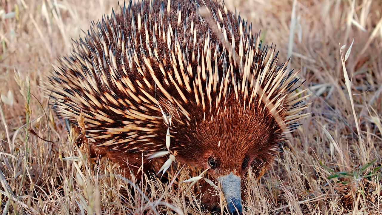 11 Animales que sólo verás en Australia - Dingoos 11 Animales que sólo verás en Australia - Dingoos