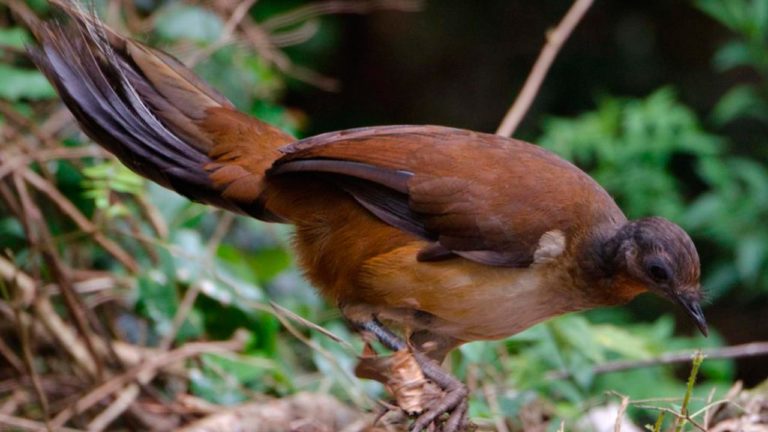 11 Animales que sólo verás en Australia - Dingoos