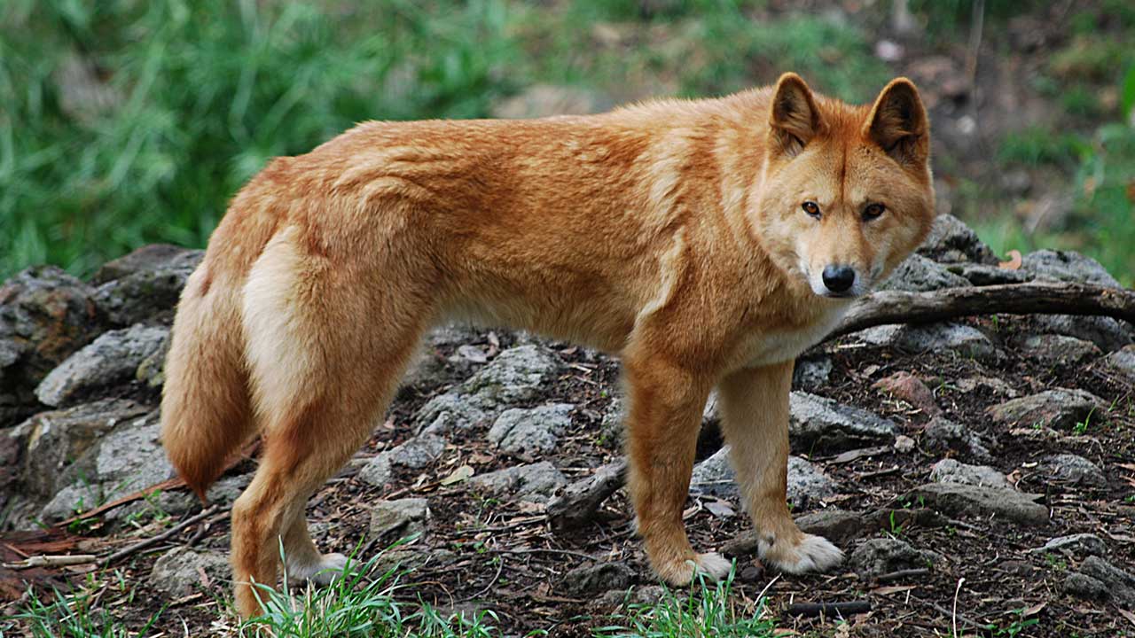 11 Animales que sólo verás en Australia - Dingoos