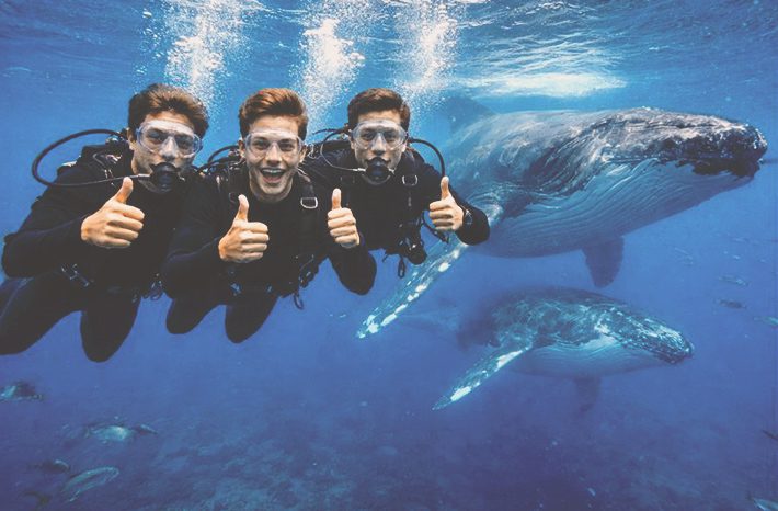buceo ballenas australia