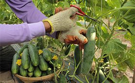 estudiar hortiucultura en australia
